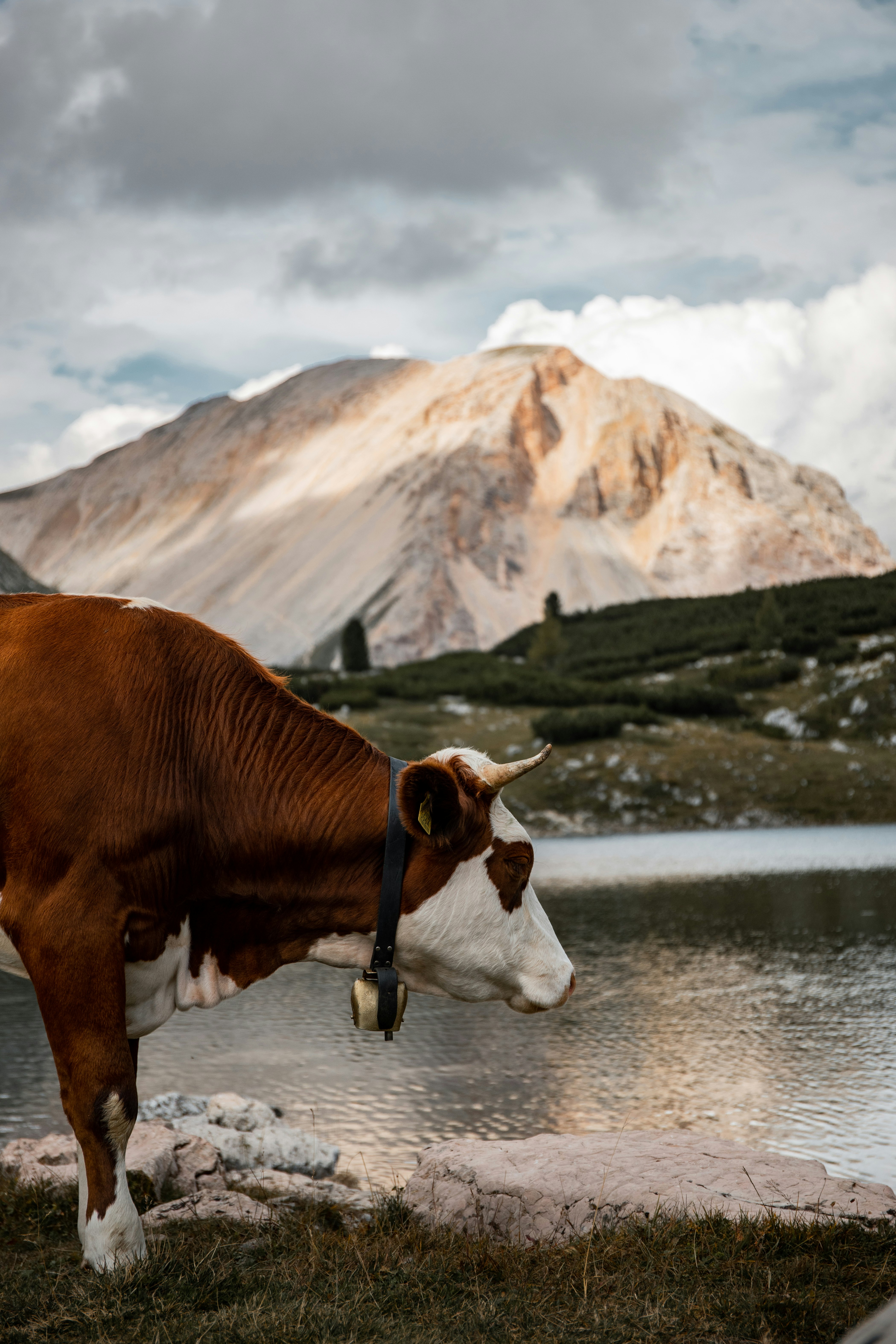 brown and white cow on gray concrete road near brown and white mountain during daytime